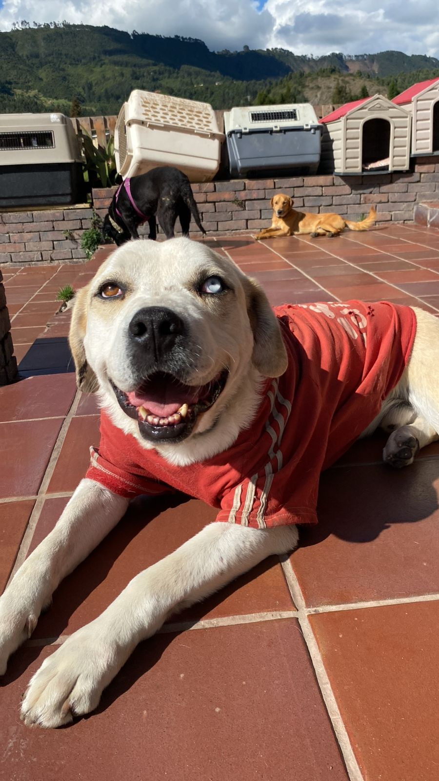 Labrador rescatado con camiseta