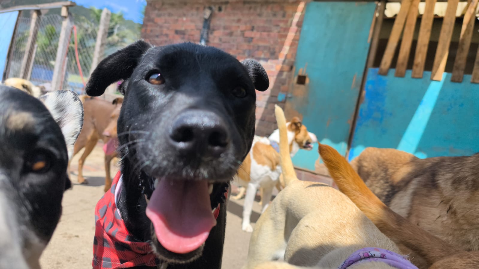 Perros felices en la sede de Arkacan