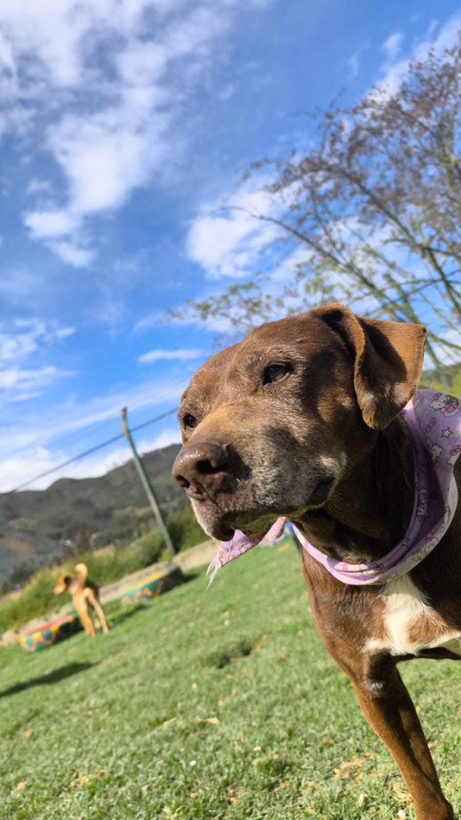 Perro rescatado con montañas de fondo