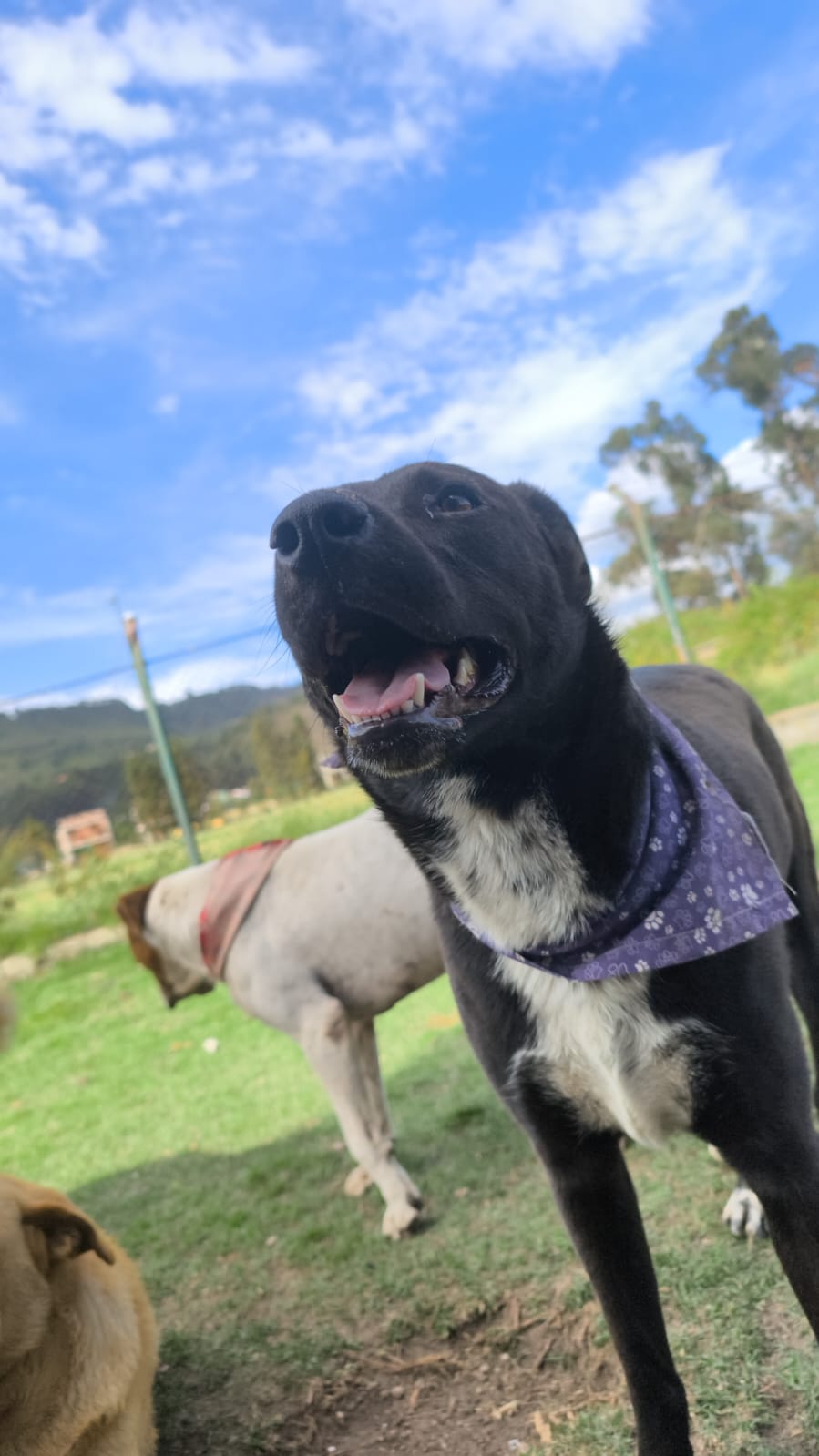 Perro con pañoleta morada