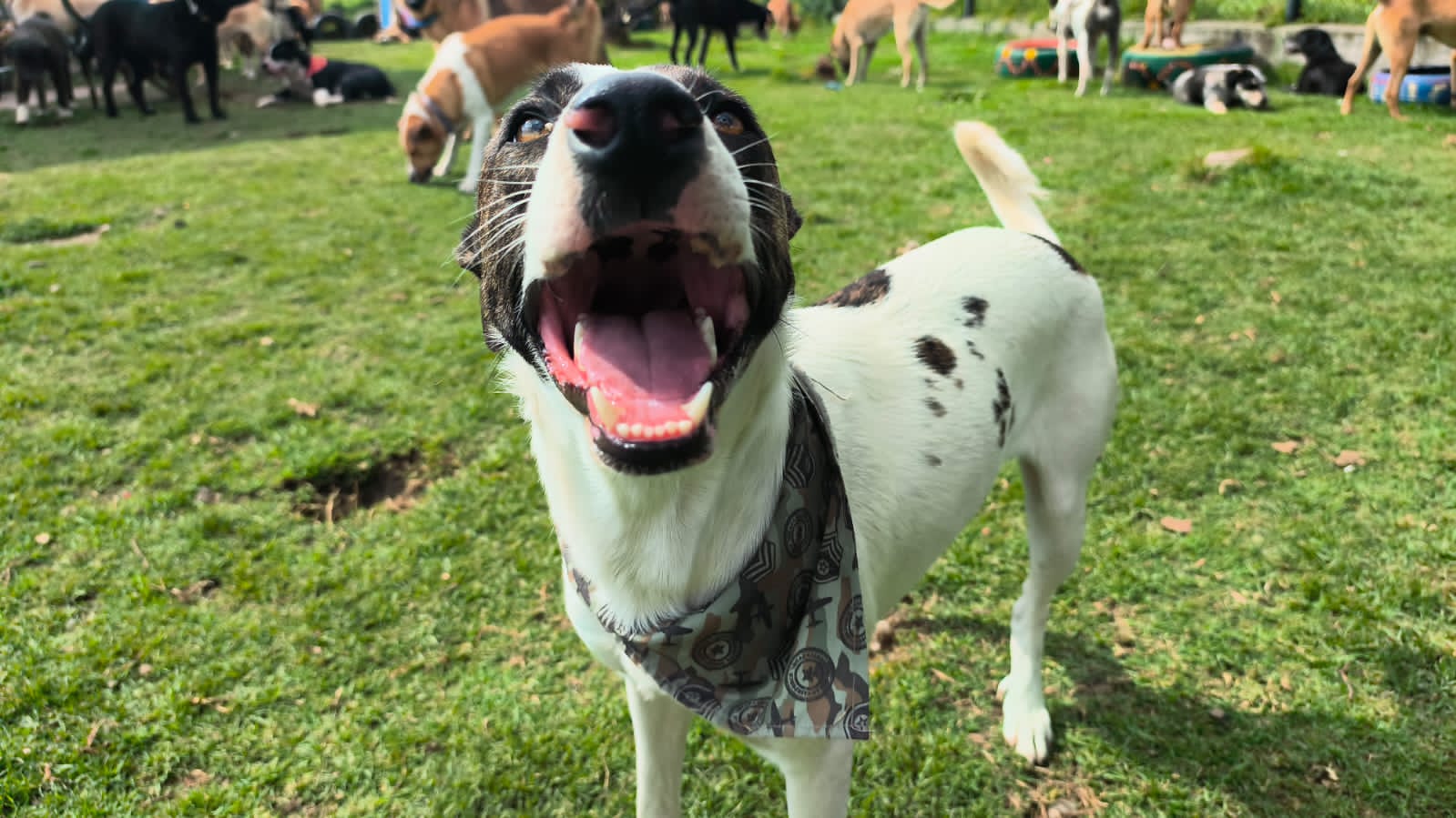 Perro feliz en el prado