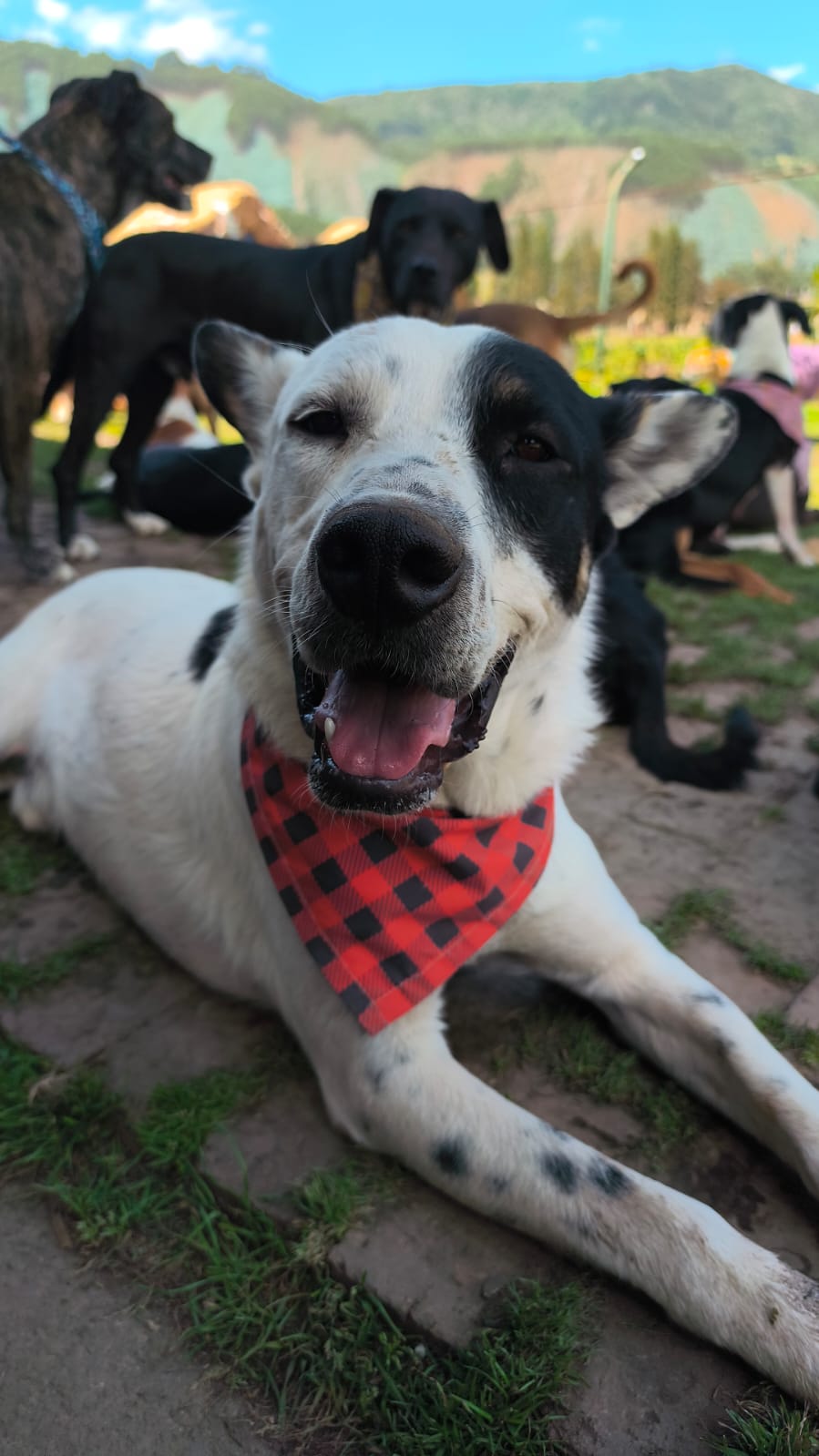 Perro con pañoleta en Arkacan