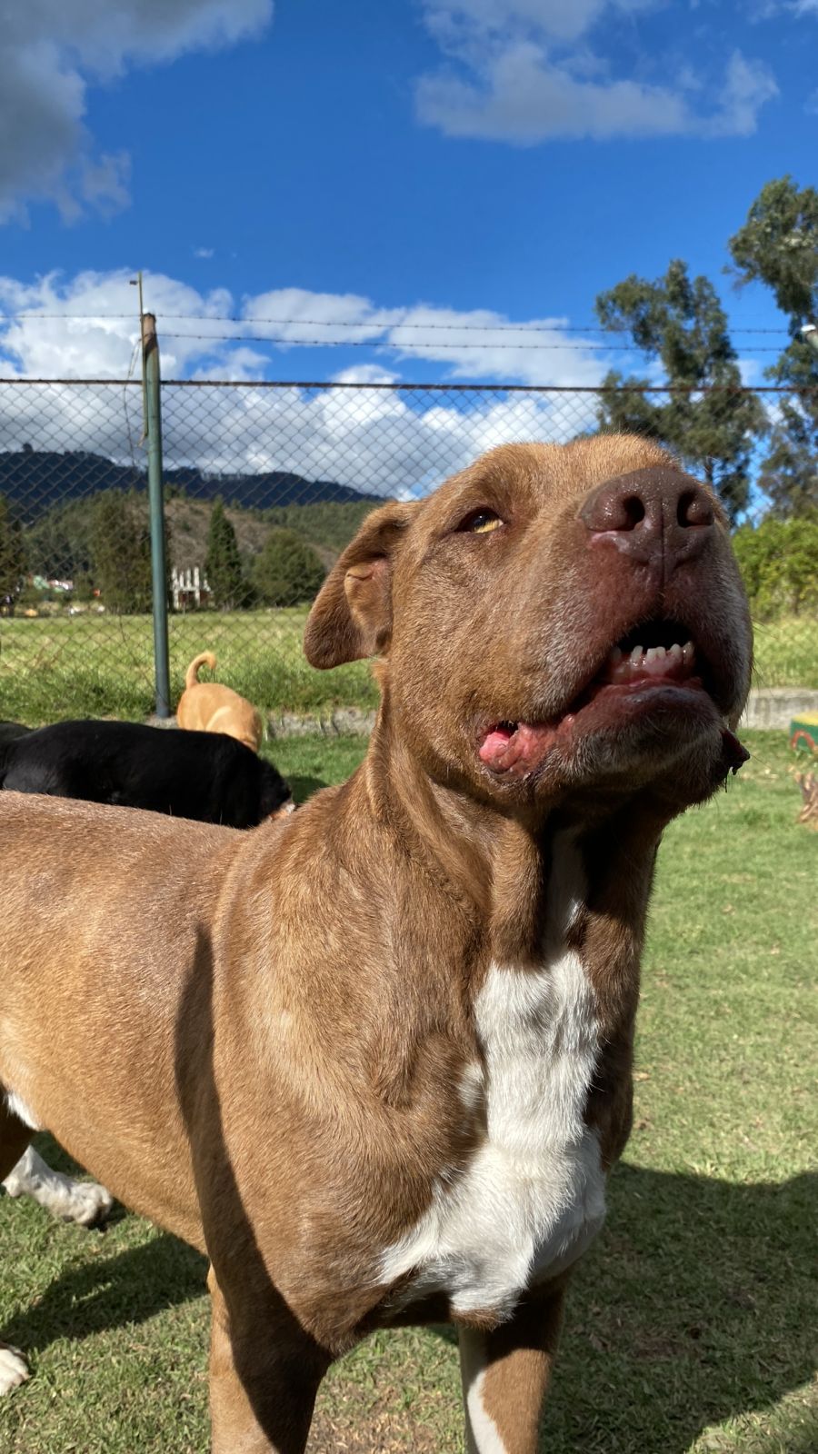 Perro en la sede de Arkacan